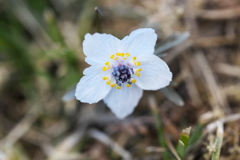 早春の花♪5