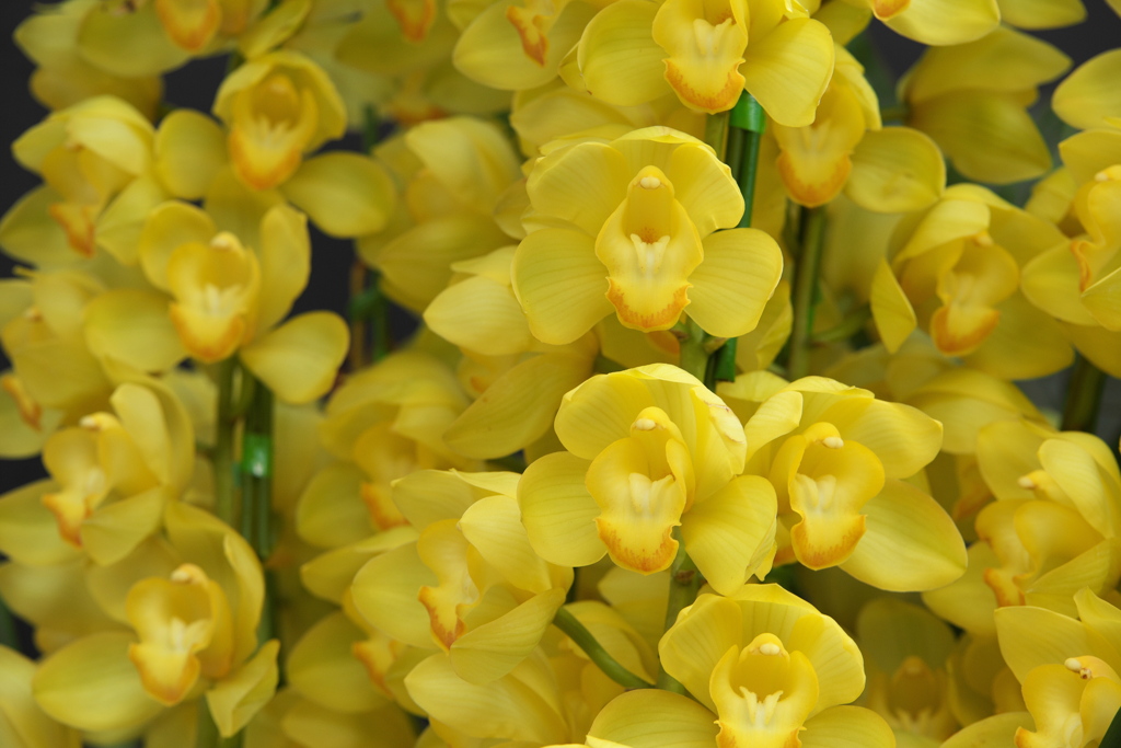 洋ラン美術館♪3