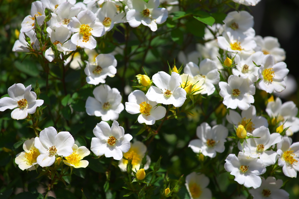微笑みの薔薇♪4