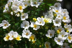 微笑みの薔薇♪4