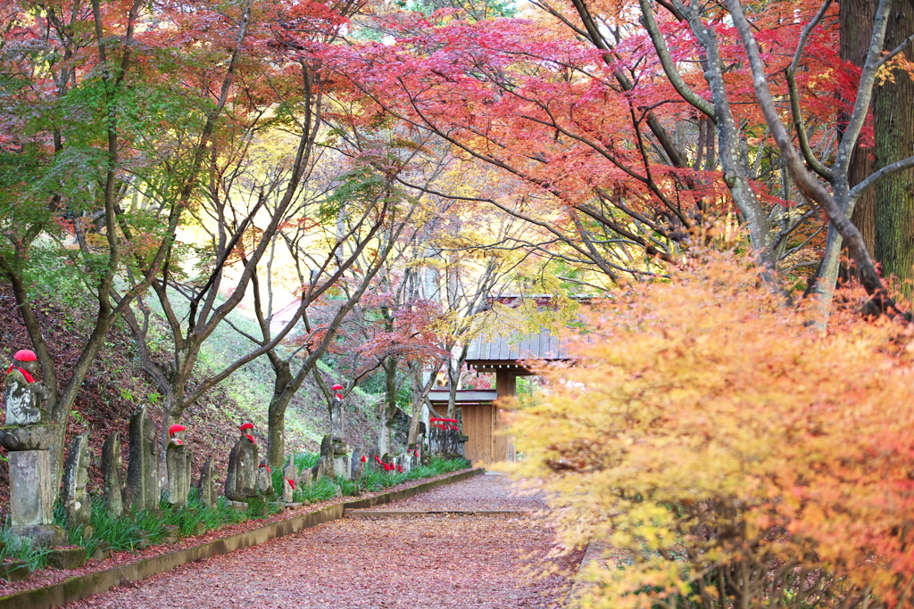 紅葉の頃♪金蔵院♪5