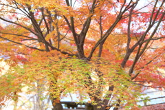 紅葉・富弘美術館♪2