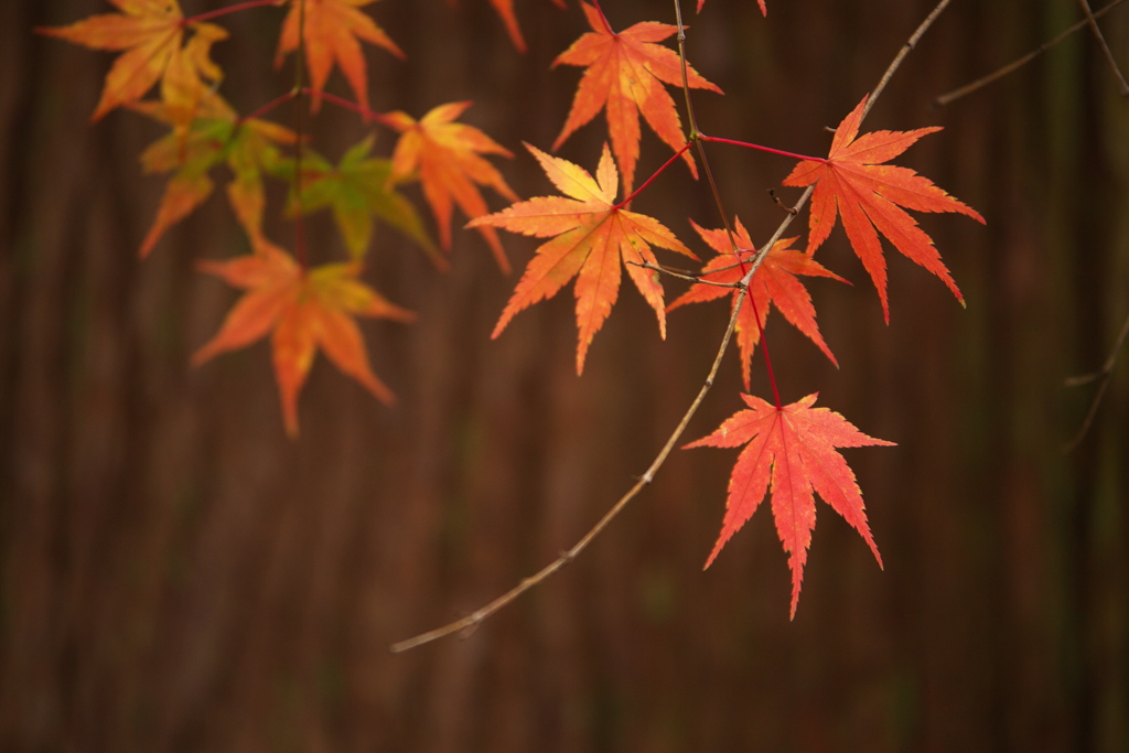 紅葉・金蔵院Ⅱ10