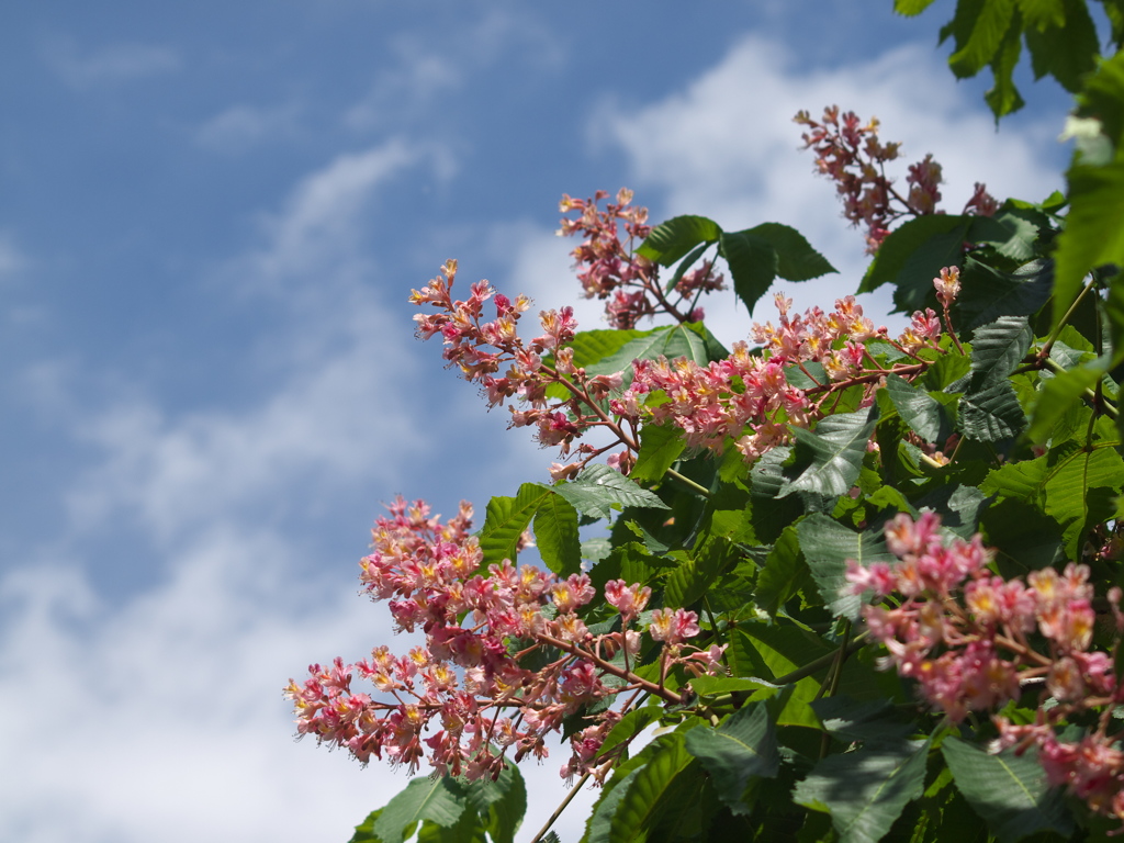 ある春の日のフラワーパーク♪２