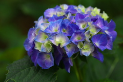 礒山神社の紫陽花♪20