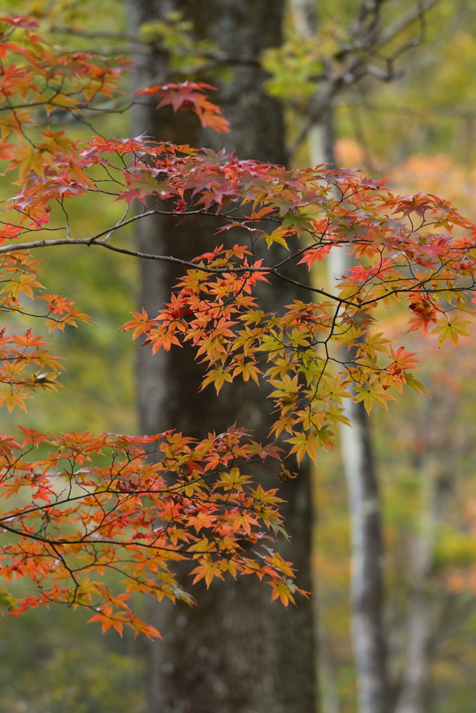 紅葉・古峯園♪7