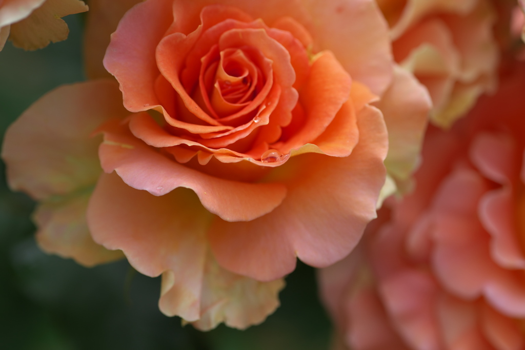 初夏のフラワーパーク♪12