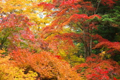 紅葉の頃・田母沢御用邸記念公園♪6