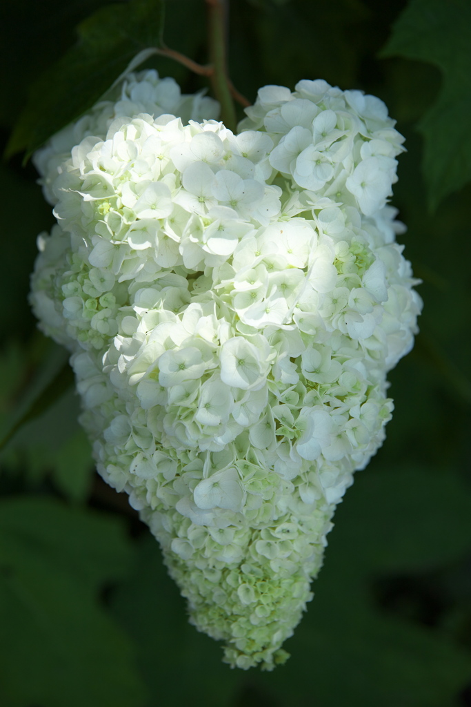 紫陽花・権現堂公園♪3