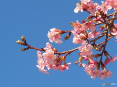 ふんわり河津桜♪3