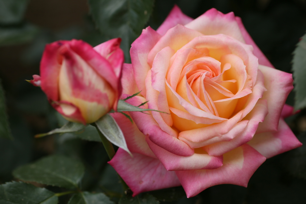 薔薇香る頃♪10