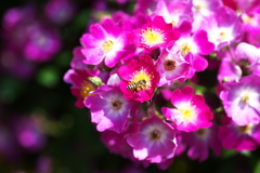 微笑みの薔薇♪5