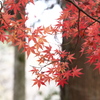 紅葉・金蔵院Ⅱ3
