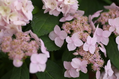 紫陽花の夢♪１