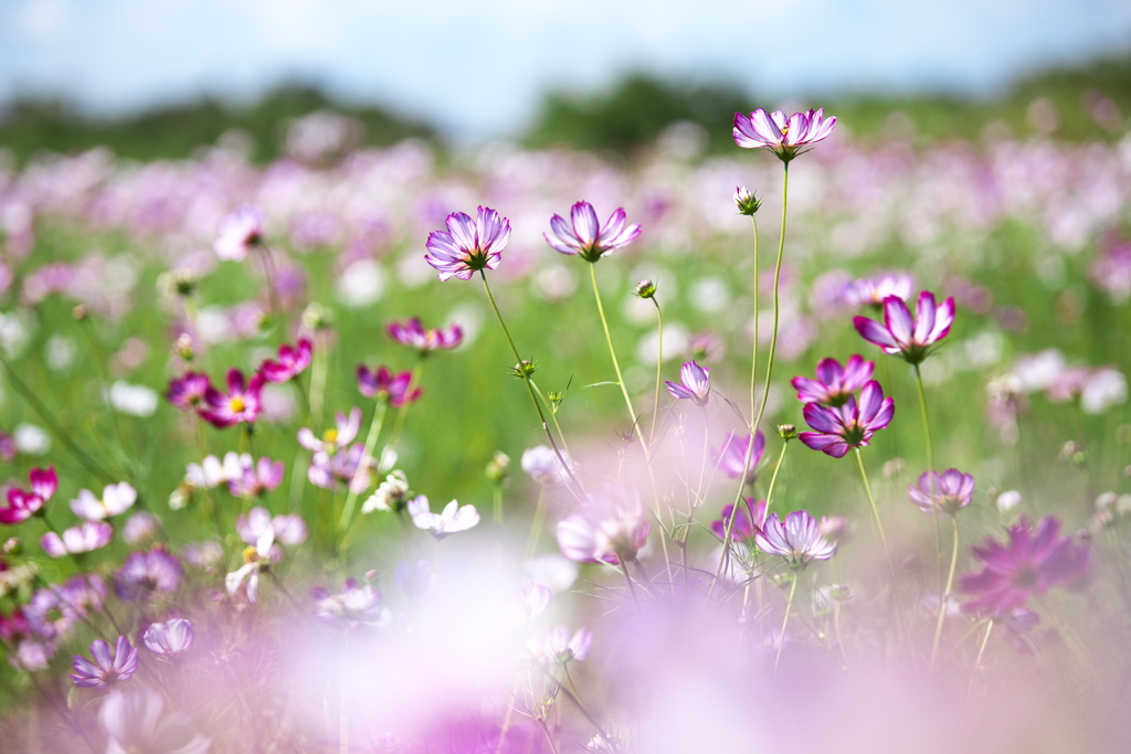 秋桜・鬼怒グリーンパーク♪5