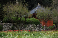 常楽寺の彼岸花♪4