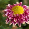菊の花咲く頃♪2