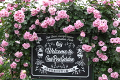 伊那の薔薇Ⅱ♪5