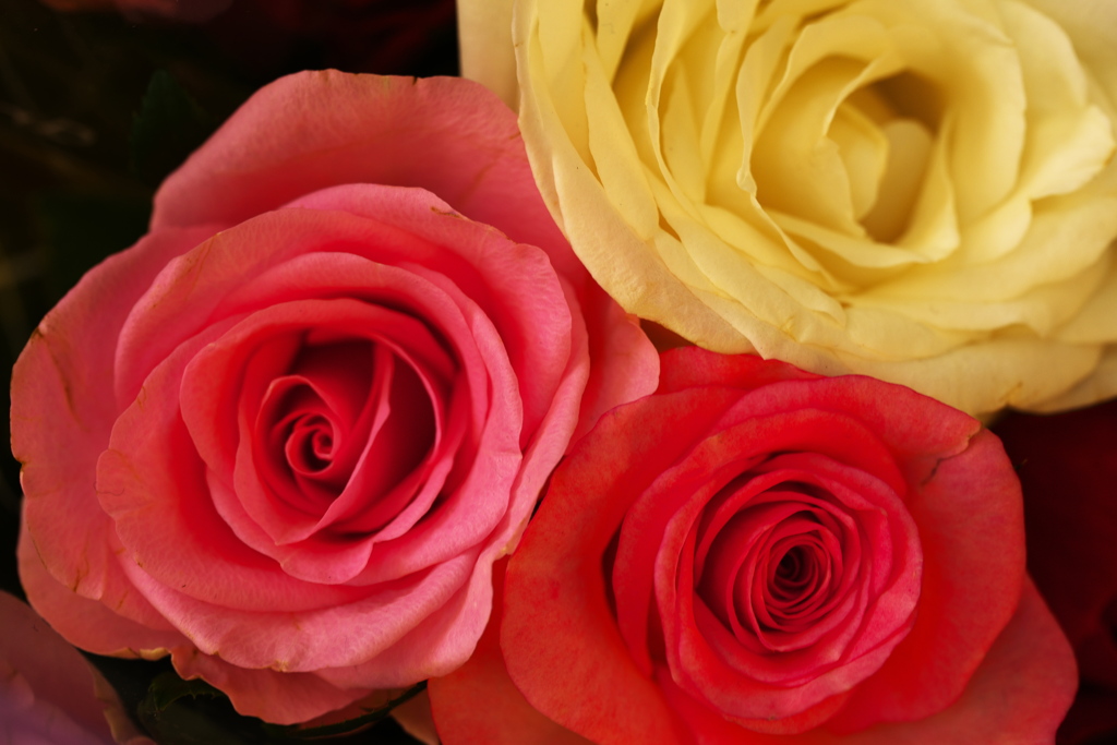 秋の薔薇♪3