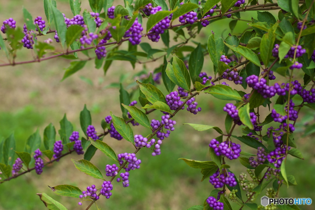 秋の始まりの頃♪４