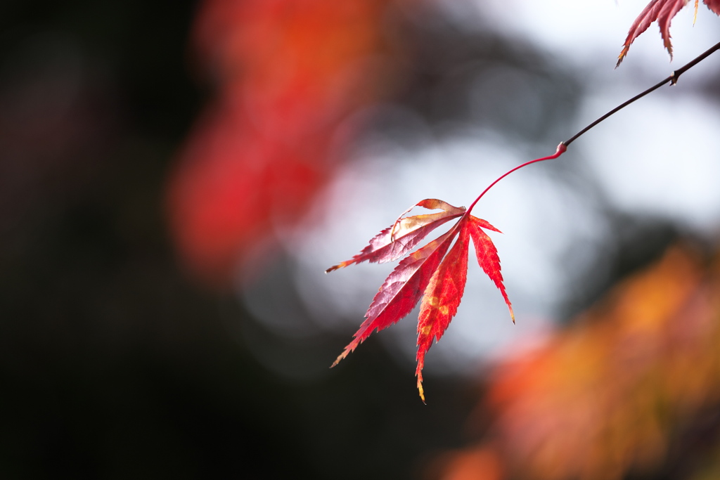 紅葉の頃♪3