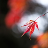 紅葉の頃♪3