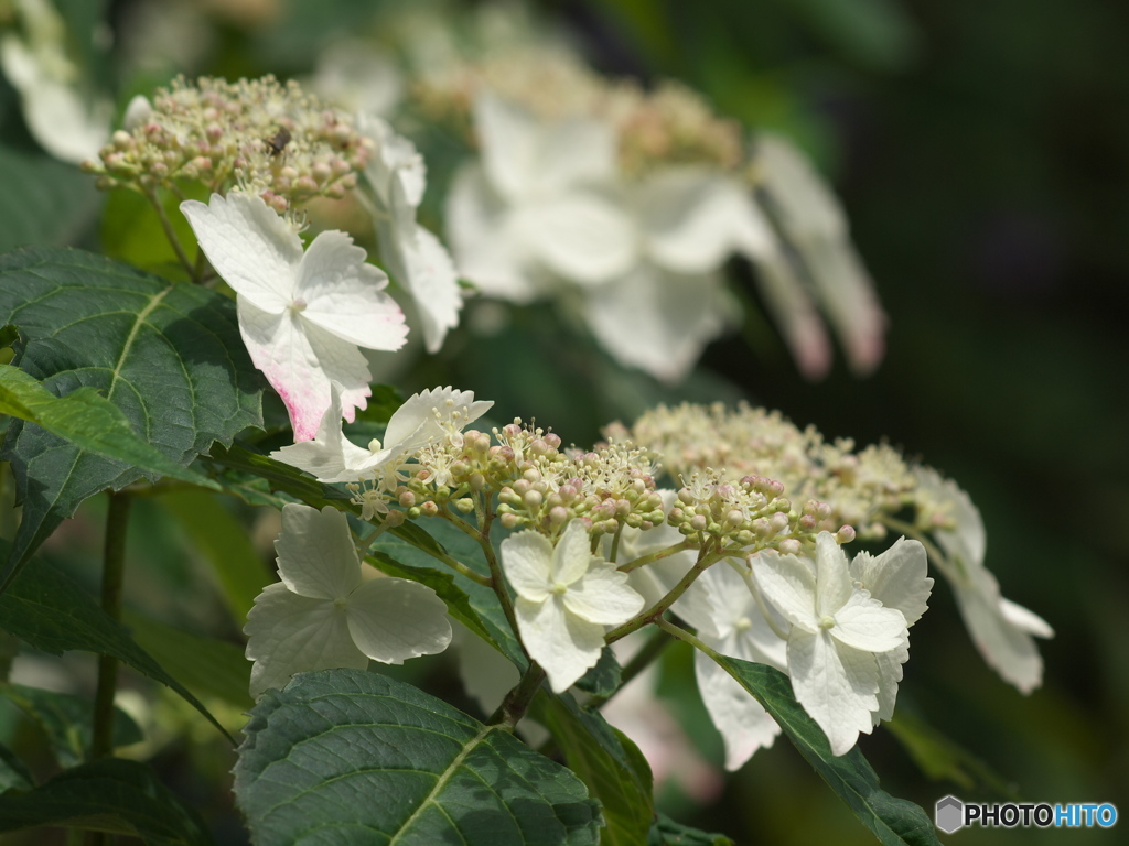太平山の紫陽花♪４