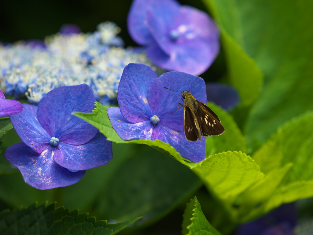 紫陽花の頃♪9