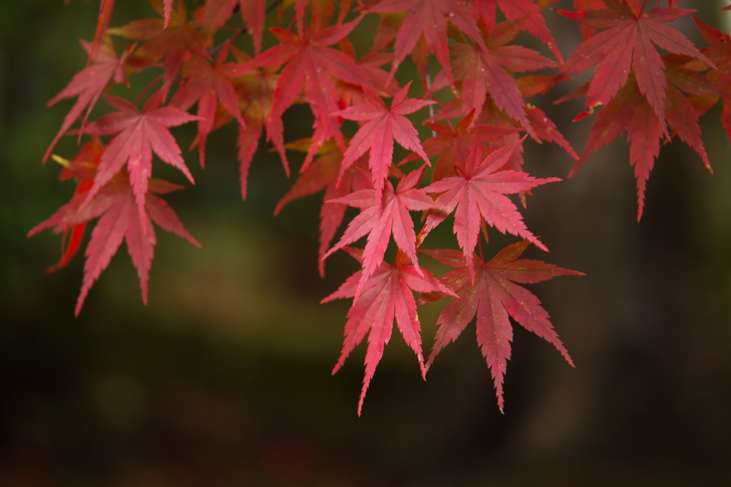 紅葉日光・浄光寺♪3