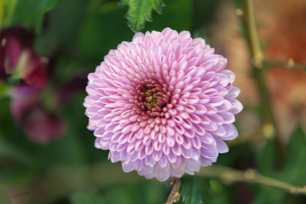 花で心を温めてⅡ♪1