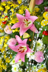 春を呼ぶ花たち♪12
