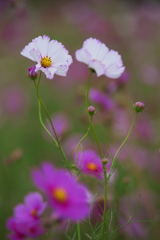 秋桜・鬼怒グリーンパーク♪8