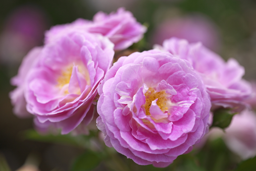 薔薇香る頃Ⅱ♪2