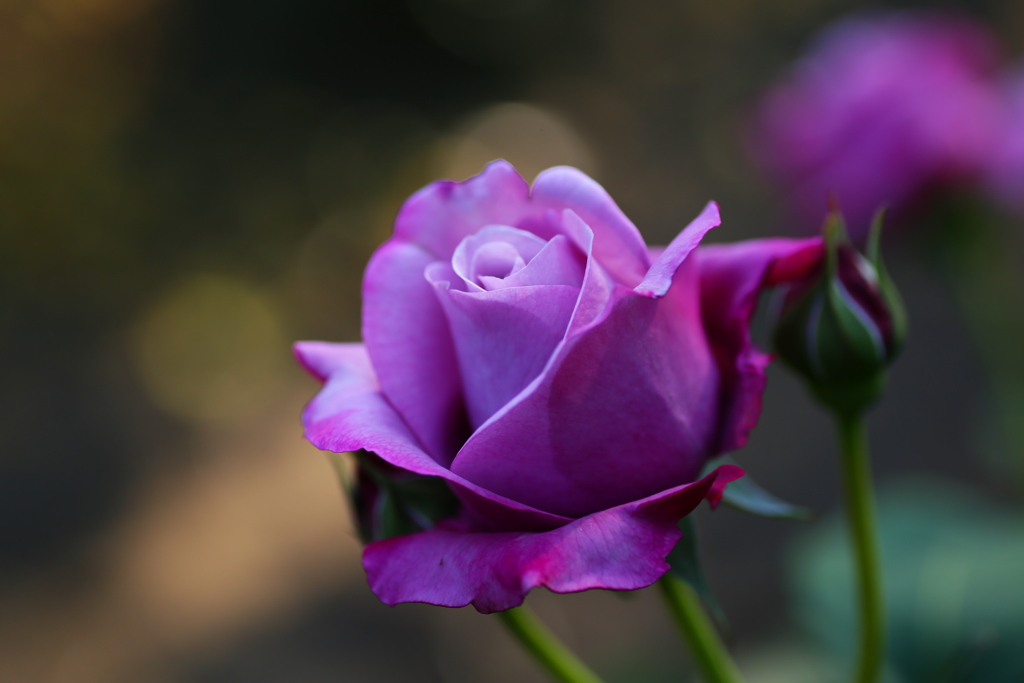 井頭公園の薔薇♪17