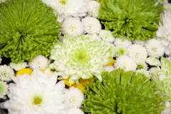 新春花手水♪3