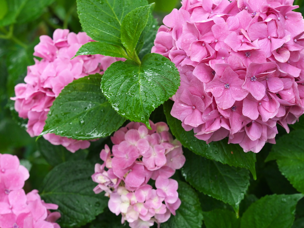 太平山の紫陽花♪3