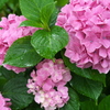 太平山の紫陽花♪3