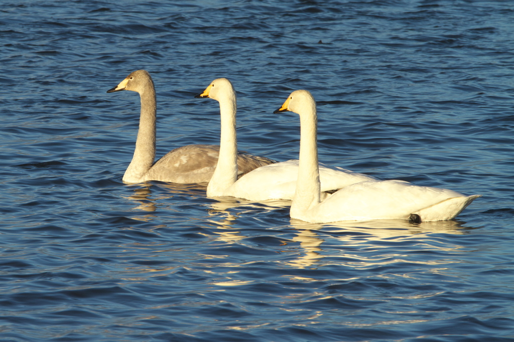 3羽の白鳥さん