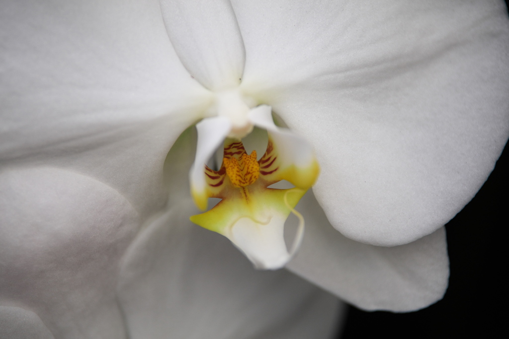 洋ラン美術館♪2