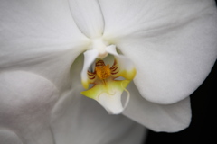 洋ラン美術館♪2