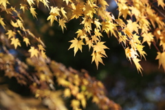 紅葉・富弘美術館♪5
