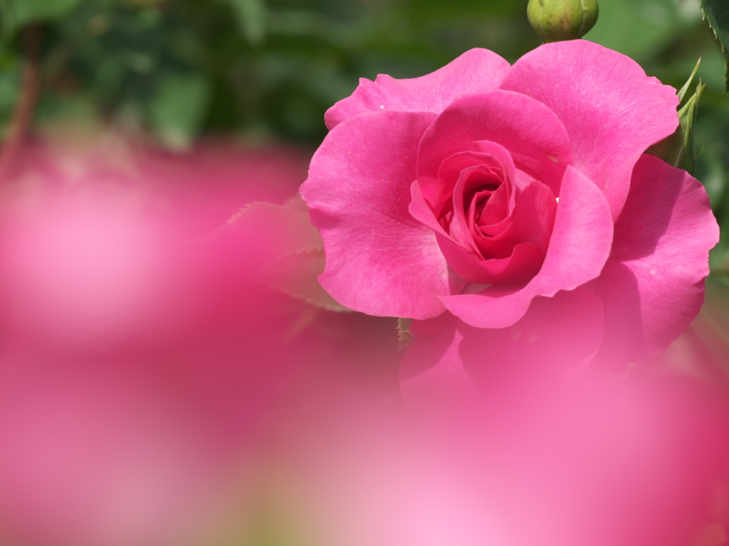 薔薇香る頃♪５