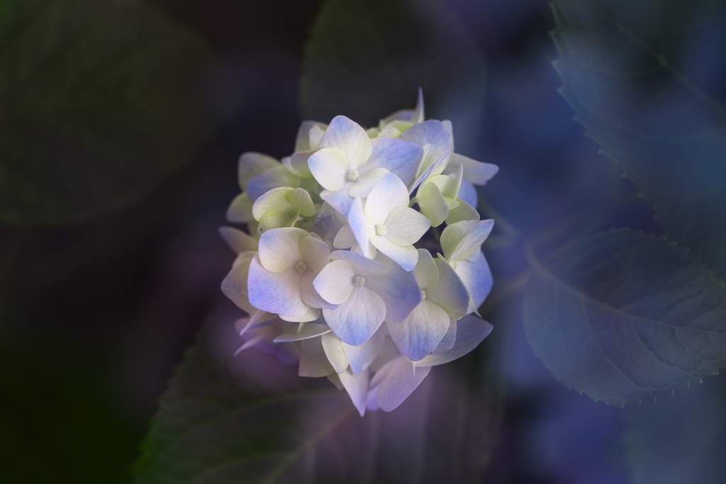 紫陽花ファンタジー♪4