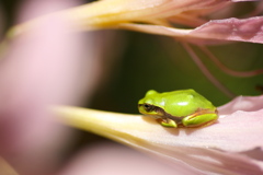 四季の森・星野♪1