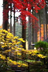 紅葉・古峯園♪4