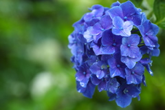 礒山神社の紫陽花♪10