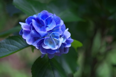 太平山の紫陽花♪8