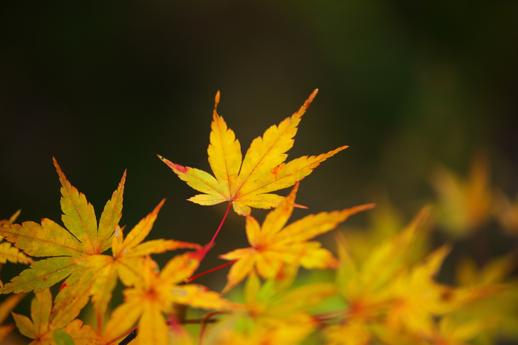 紅葉・あわの街道♪6