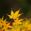 紅葉・あわの街道♪6