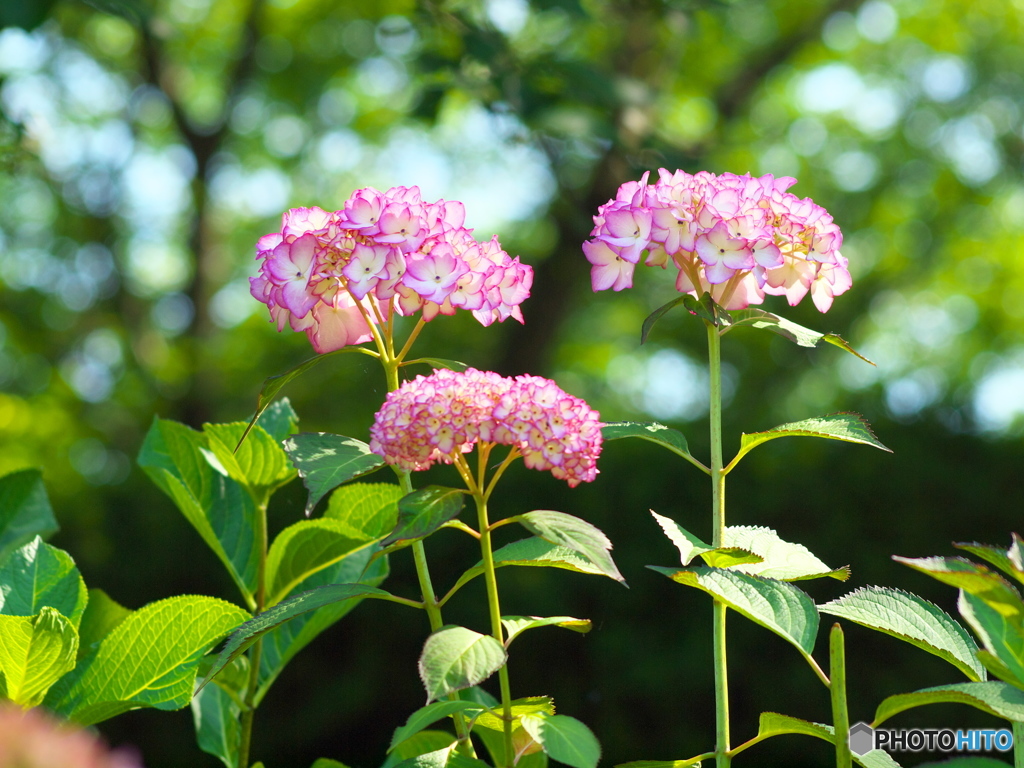 権現堂堤の紫陽花♪５